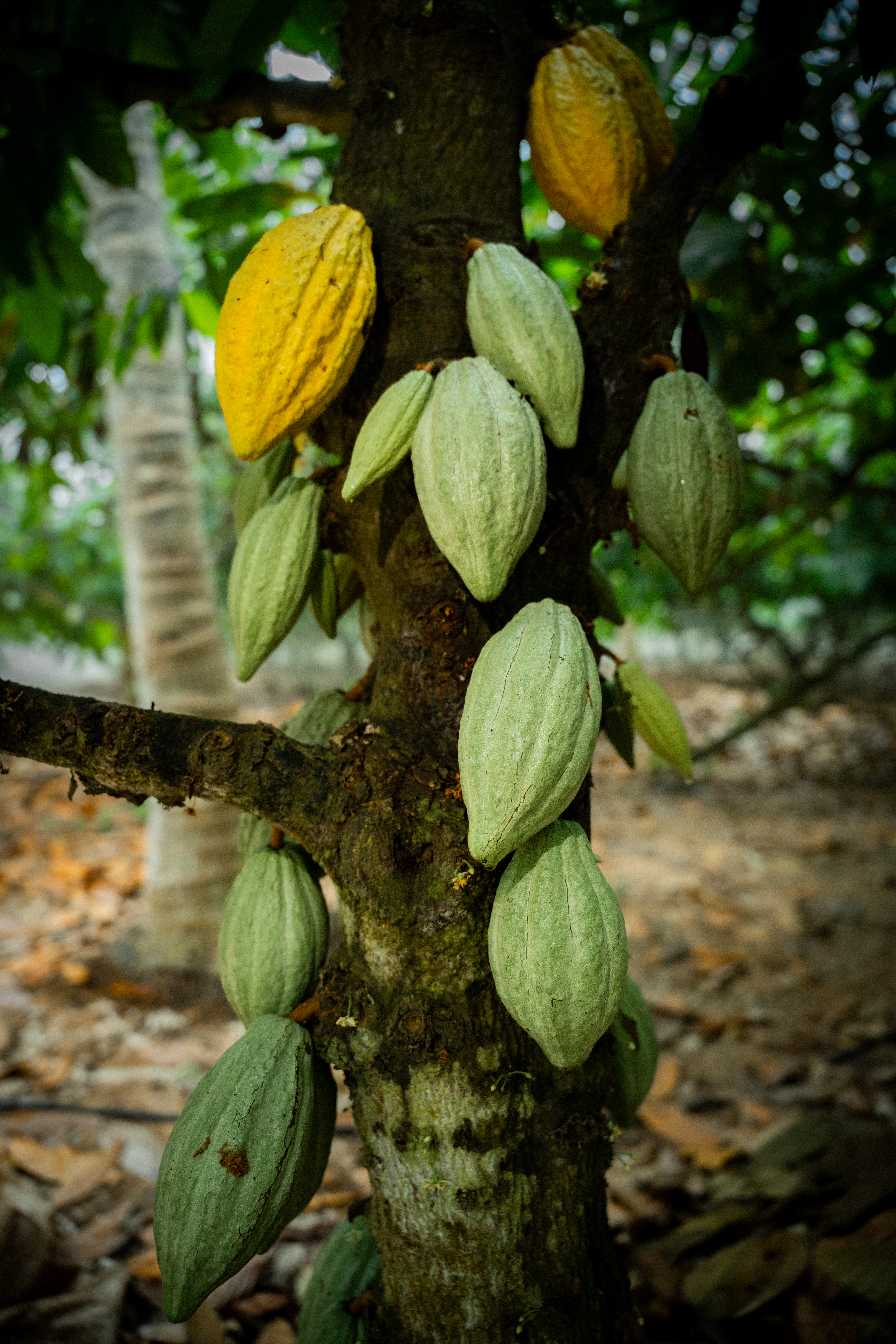 Cocoa processing